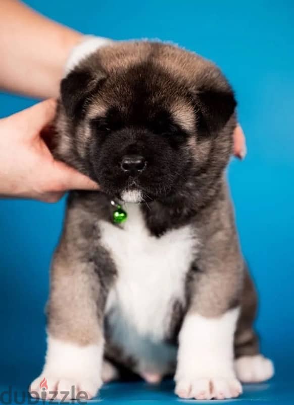 American Akita puppy boy from Russia 2