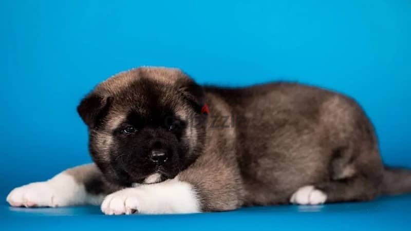 American Akita puppy boy from Russia 3