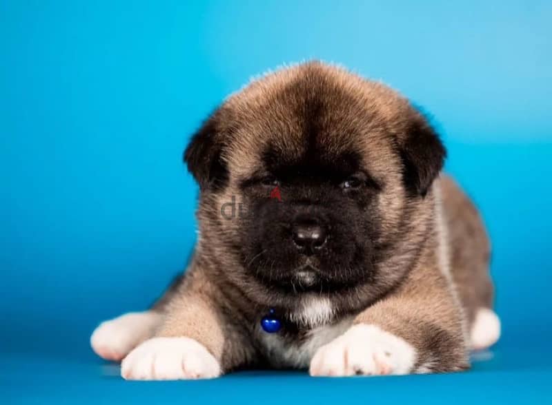 American Akita puppy boy from Russia 4