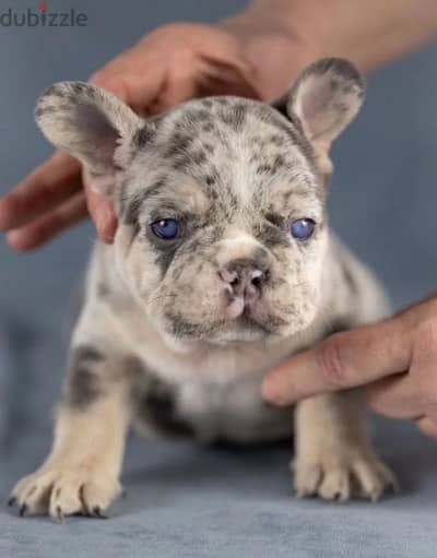 French bulldog lilac Merle boy from Russia