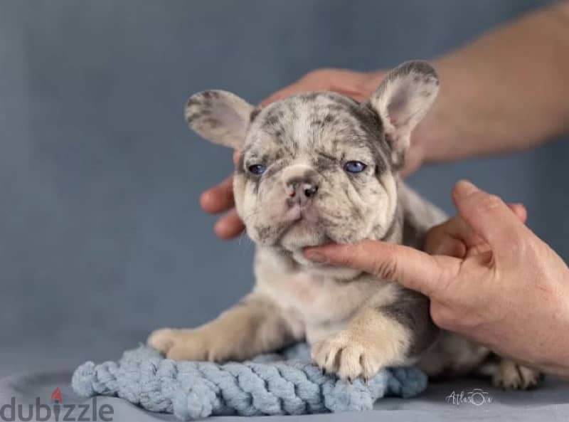 French bulldog lilac Merle boy from Russia 1