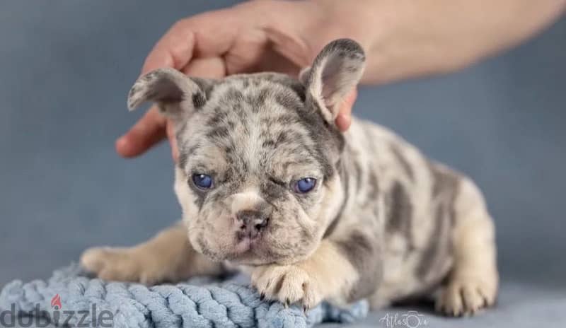 French bulldog lilac Merle boy from Russia 2