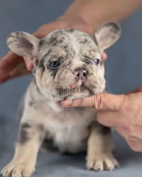 French bulldog lilac Merle boy from Russia 3