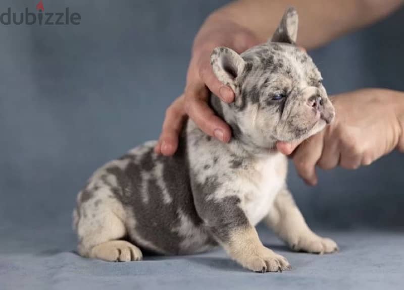 French bulldog lilac Merle boy from Russia 4