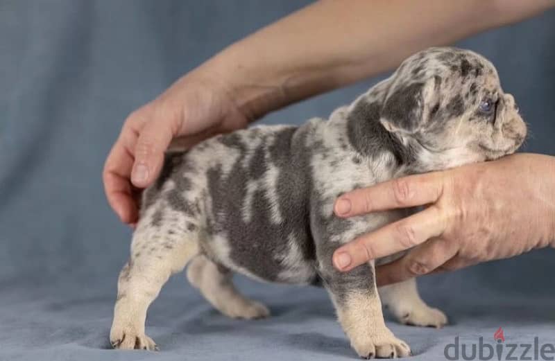 French bulldog lilac Merle boy from Russia 5