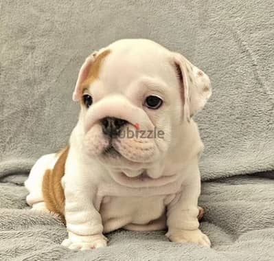 English bulldog puppy FCI female from Russia