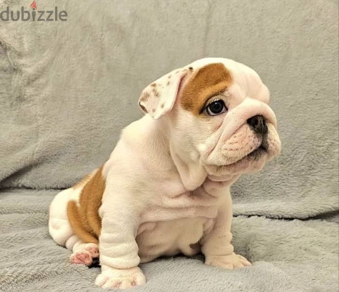 English bulldog puppy FCI female from Russia 1