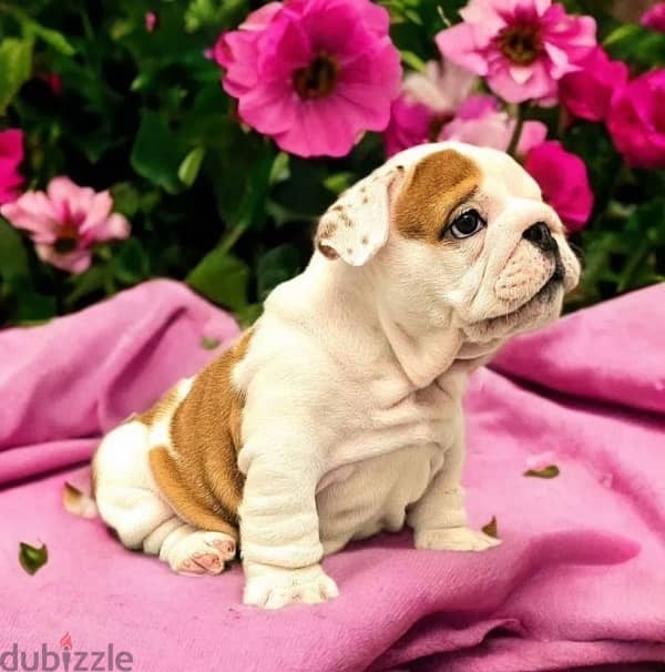 English bulldog puppy FCI female from Russia 2