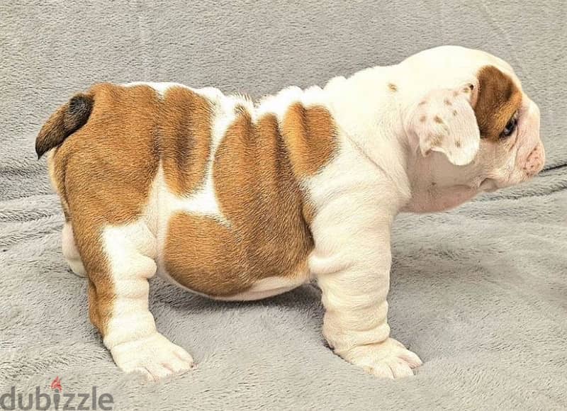 English bulldog puppy FCI female from Russia 3