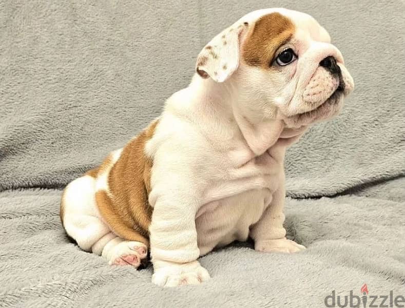 English bulldog puppy FCI female from Russia 4