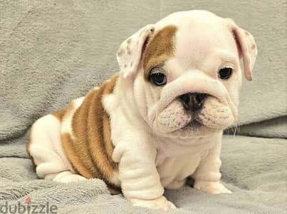 English bulldog puppy FCI female from Russia