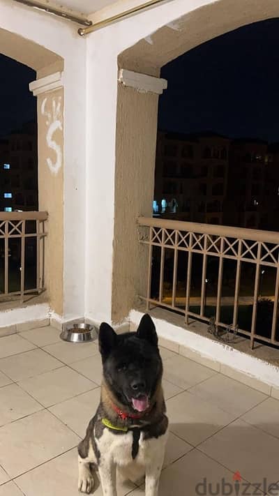 ‏الحجز ‏جروي American akita