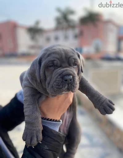 جراوي كين كورسو cane corso