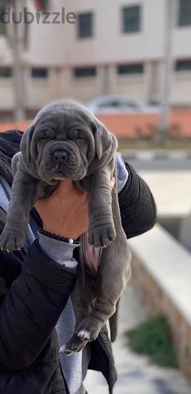 جراوي كين كورسو cane corso 1