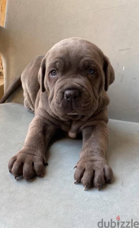 جراوي كين كورسو cane corso 2