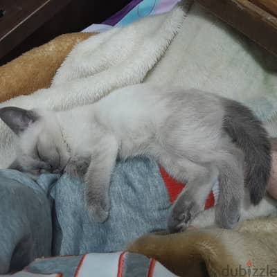 Shorthair Blue Point Siamese Female Cat (11 weeks old)