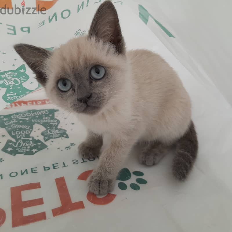 Shorthair Blue Point Siamese Female Cat (11 weeks old) 1