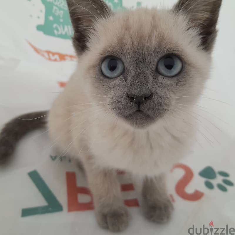 Shorthair Blue Point Siamese Female Cat (11 weeks old) 2