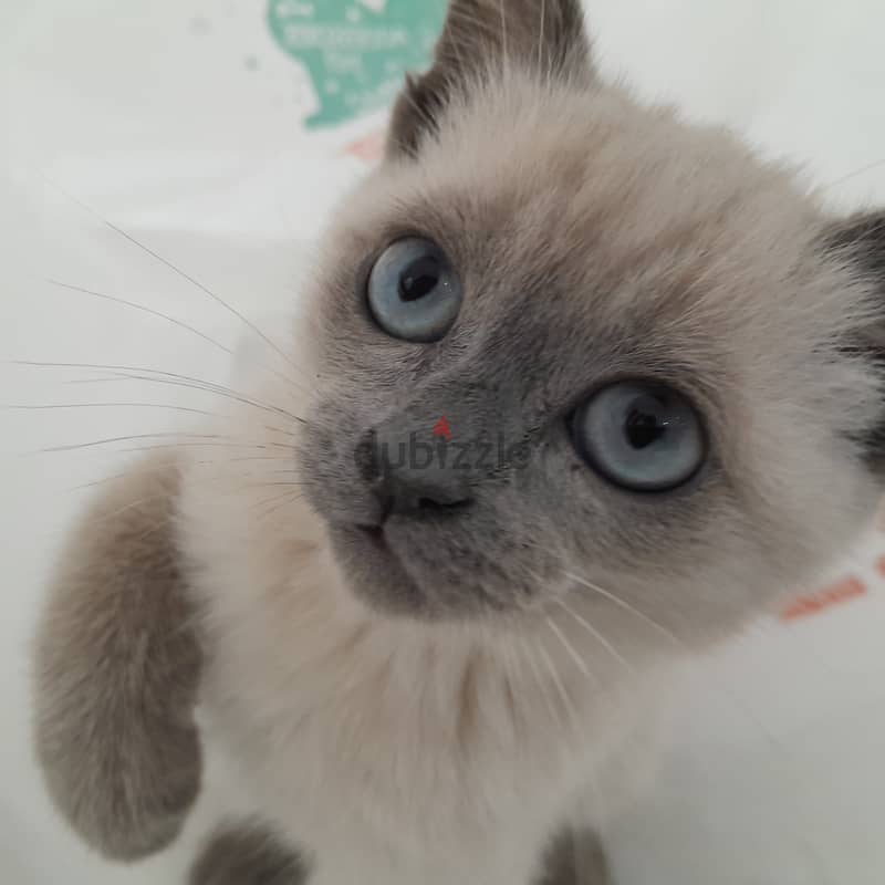 Shorthair Blue Point Siamese Female Cat (11 weeks old) 4