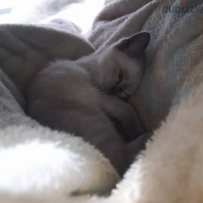 Shorthair Blue Point Siamese Female Cat (11 weeks old) 5