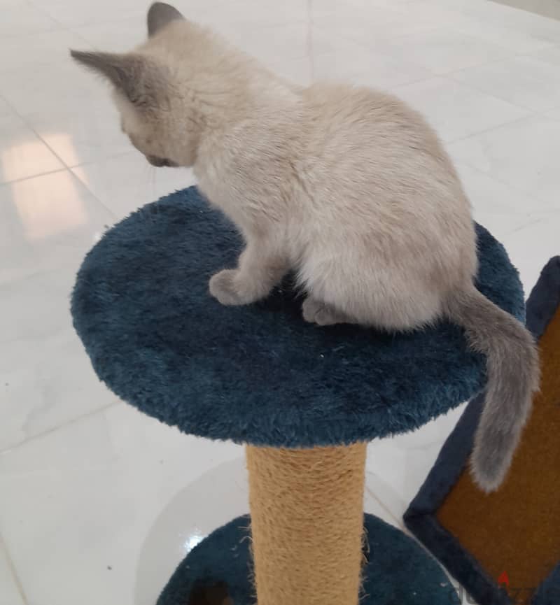 Shorthair Blue Point Siamese Female Cat (11 weeks old) 11