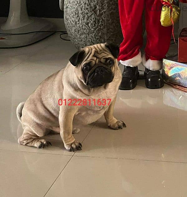 كلبة pug  اول جوازة ليها عندها سنة وشهرين اتجوزت 22/1صورة الاب 4