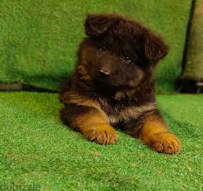 puppies German shepherd male and female جراوى جيرمن شيبرد دكر انثى