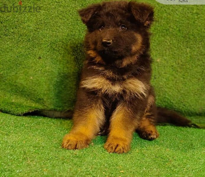 puppies German shepherd male and female جراوى جيرمن شيبرد دكر انثى 1