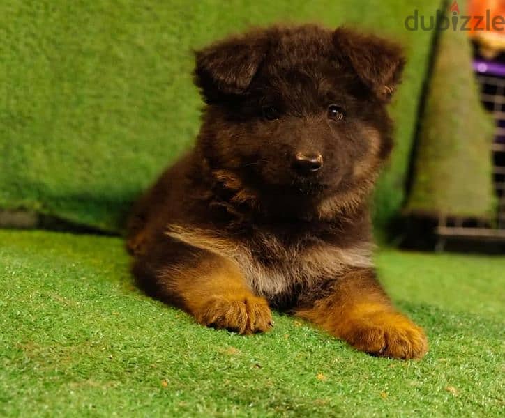 puppies German shepherd male and female جراوى جيرمن شيبرد دكر انثى 2