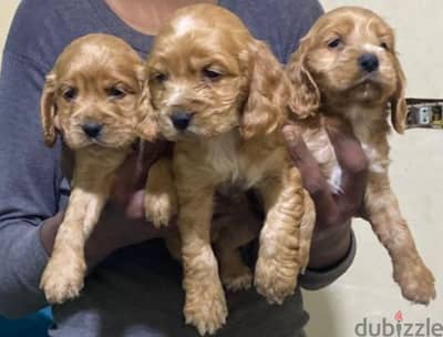 puppies Spanish Cocker