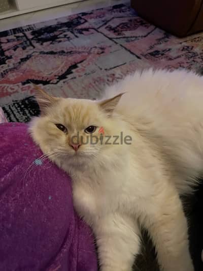 ragdoll male راغدول راجدول