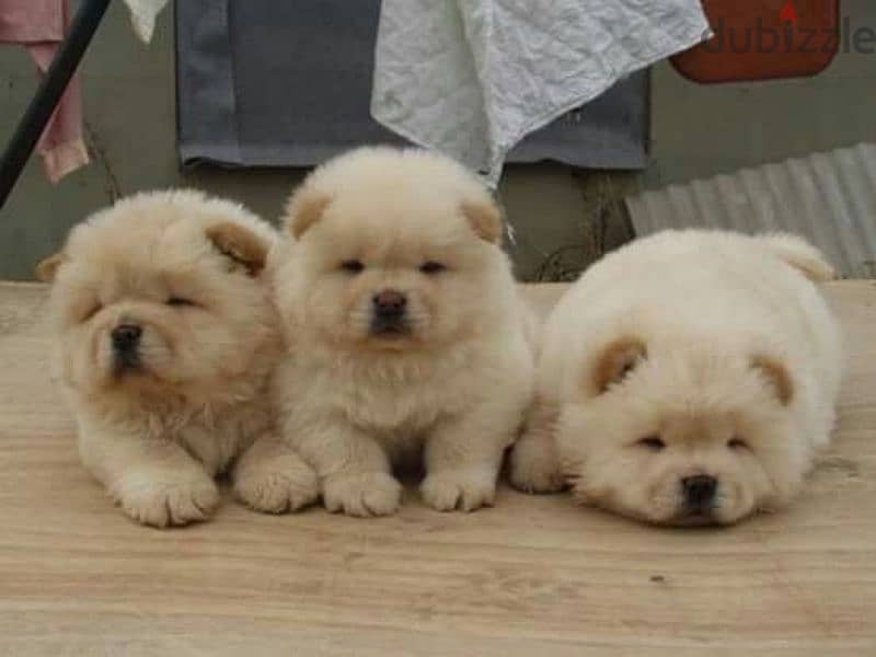 premium chow chow puppies بريميم تشاو تشاو 0