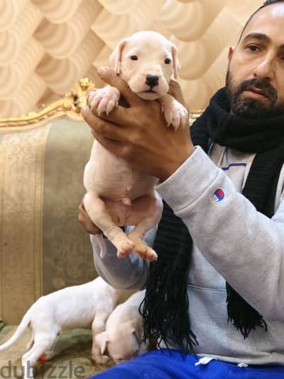 dogo argentino puppies