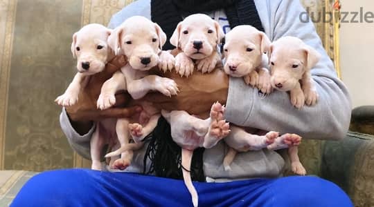 dogo argentino puppies