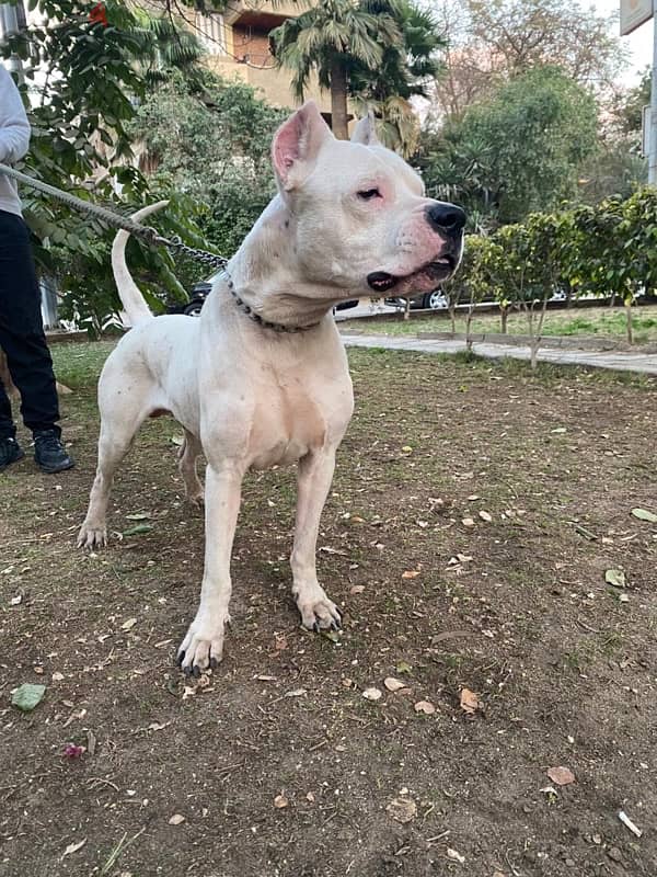 dogo argentino puppies 2