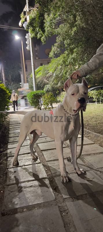 dogo argentino puppies 3