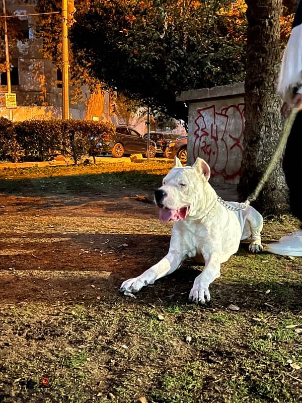 dogo argentino puppies 4