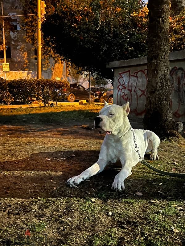 dogo argentino puppies 5