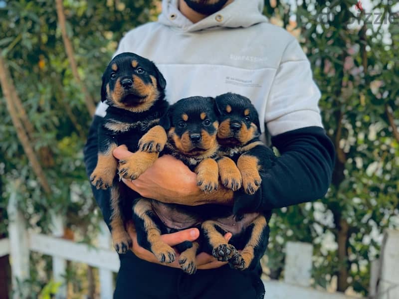 rotwailer puppies for sale 1