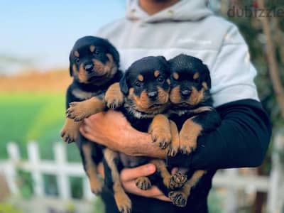 rotwailer puppies for sale