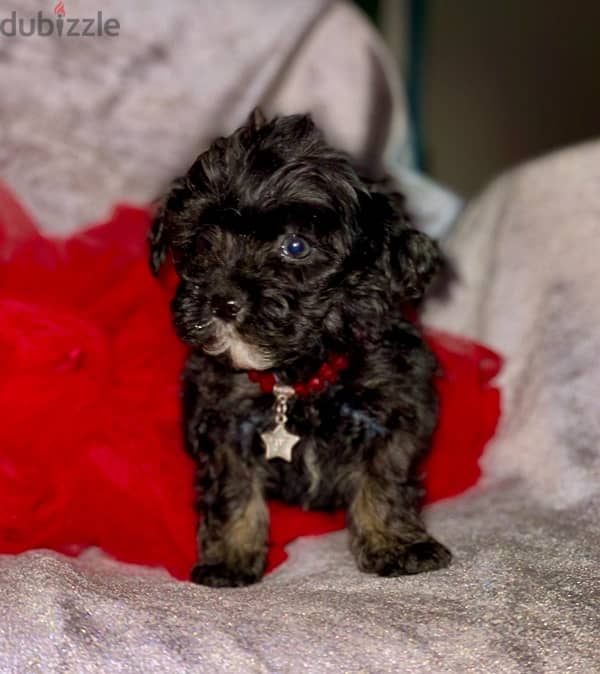 male&female maltipoo 0