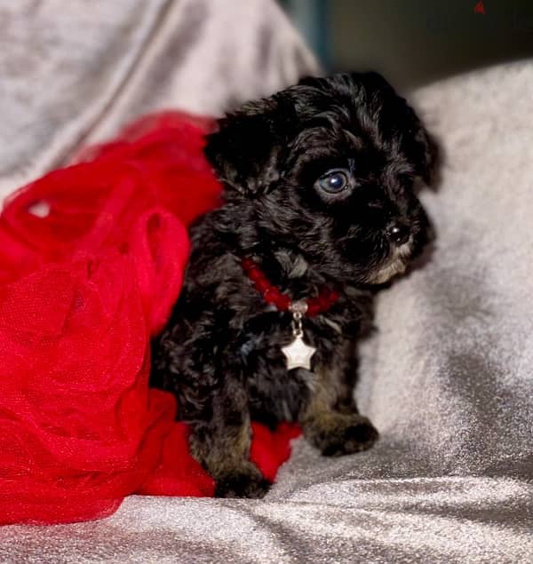 male&female maltipoo 1