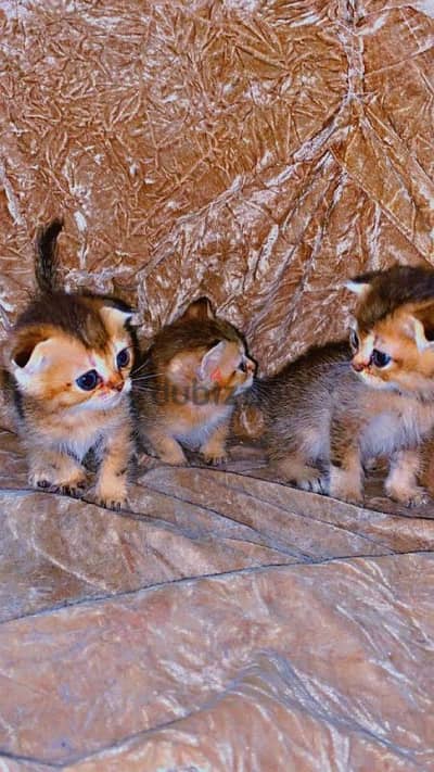 Scottish fold and straight kittens