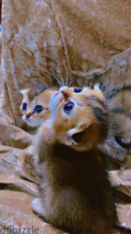 Scottish fold and straight kittens 1