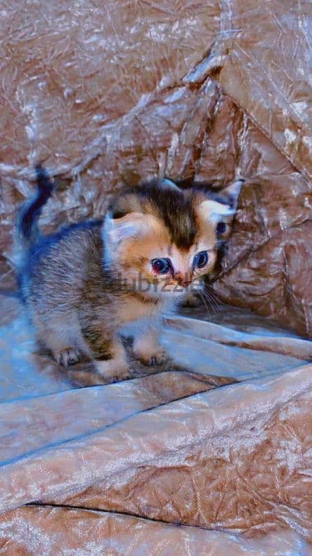 Scottish fold and straight kittens 2