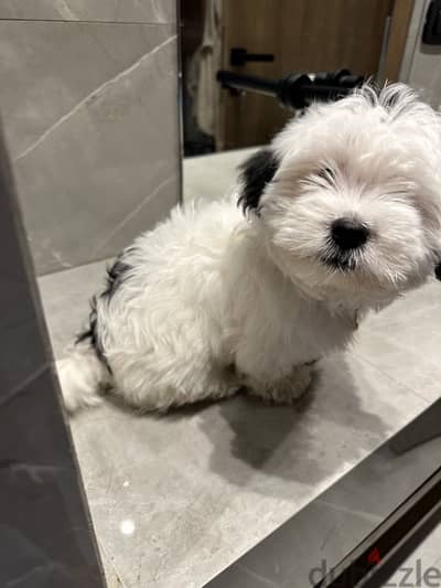 Havanese Puppy dog