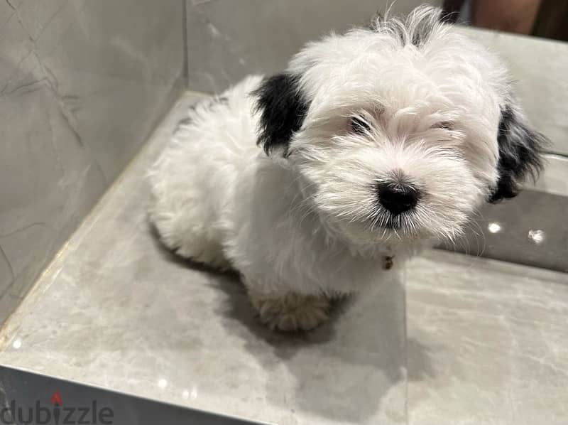 Havanese Puppy dog 2