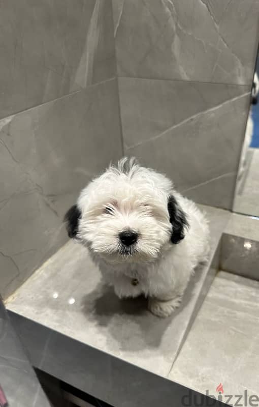 Havanese Puppy dog 3