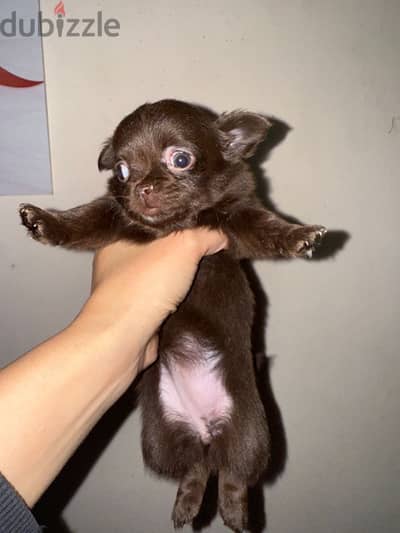 female chihuahua 45 days