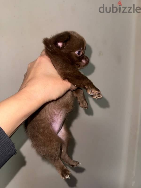 female chihuahua 45 days 1